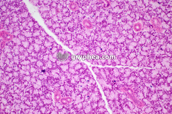 Glande salivaire x40 - gryphea.org